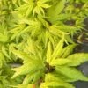 Seiun Kaku Japanese Maple - 3 Gallon Pot