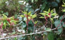 Seiun Kaku Japanese Maple - 3 Gallon Pot -Garden Plants shop acer palmatum seiun kaku japanese maple 3