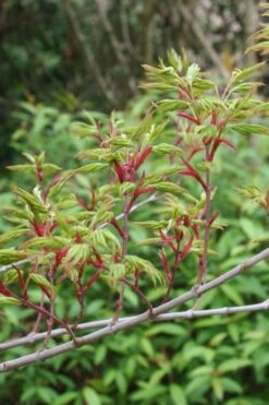 Seiun Kaku Japanese Maple - 3 Gallon Pot -Garden Plants shop acer palmatum seiun kaku japanese maple 4