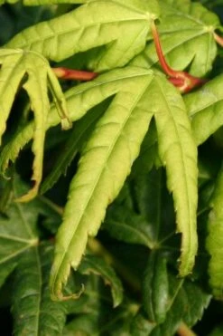 Seiun Kaku Japanese Maple - 3 Gallon Pot -Garden Plants shop acer palmatum seiun kaku japanese maple 6