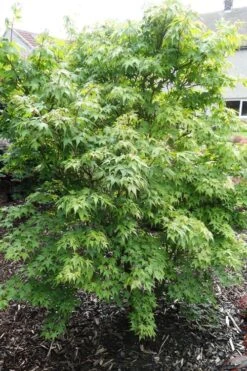 Sekka Yatsubusa Japanese Maple - 3 Gallon Pot -Garden Plants shop acer palmatum sekka yatsubusa japanese maple 4