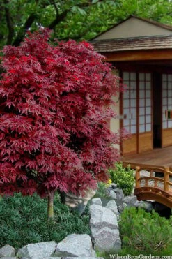 Shaina Dwarf Red Japanese Maple - 5 Gallon Pot -Garden Plants shop acer palmatum shaina japanese maple 11 2