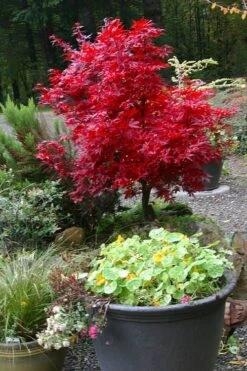 Shaina Dwarf Red Japanese Maple - 5 Gallon Pot -Garden Plants shop acer palmatum shaina japanese maple 12 2