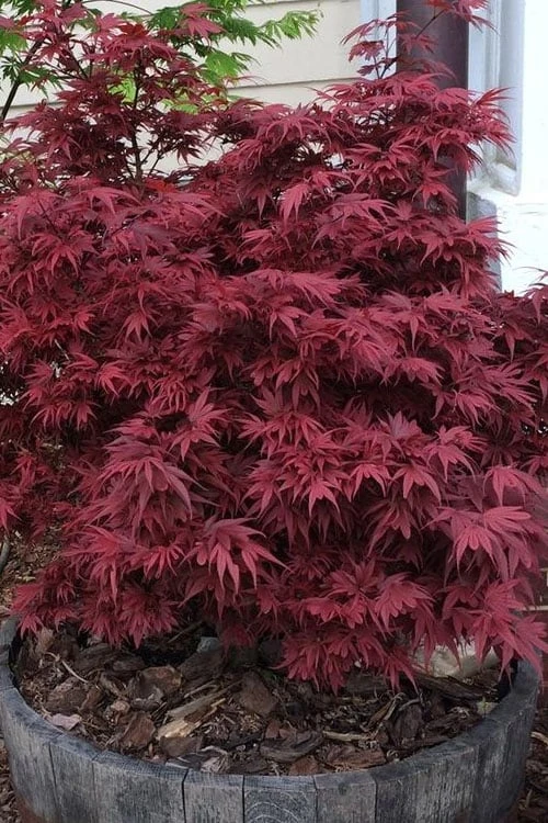 Shaina Dwarf Red Japanese Maple - 7 Gallon Pot (3.5 to 4.5') Shaina Dwarf Red Japanese Maple - 7 Gallon Pot (3.5 To 4.5') -Garden Plants shop acer palmatum shaina japanese maple 4