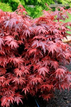 Shaina Dwarf Red Japanese Maple - 5 Gallon Pot -Garden Plants shop acer palmatum shaina japanese maple 7 2