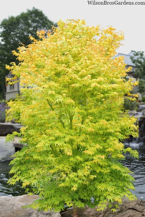 Shidava Gold Japanese Maple - 3 Gallon Pot Shidava Gold Japanese Maple - 3 Gallon Pot -Garden Plants shop acer palmatum shidava gold japanese maple 1