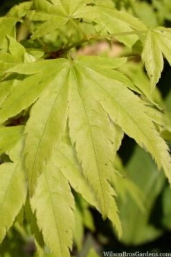 Shidava Gold Japanese Maple - 3 Gallon Pot 3 Shidava Gold Japanese Maple - 3 Gallon Pot -Garden Plants shop acer palmatum shidava gold japanese maple 3