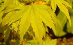 Shidava Gold Japanese Maple - 3 Gallon Pot 4 Shidava Gold Japanese Maple - 3 Gallon Pot -Garden Plants shop acer palmatum shidava gold japanese maple 4