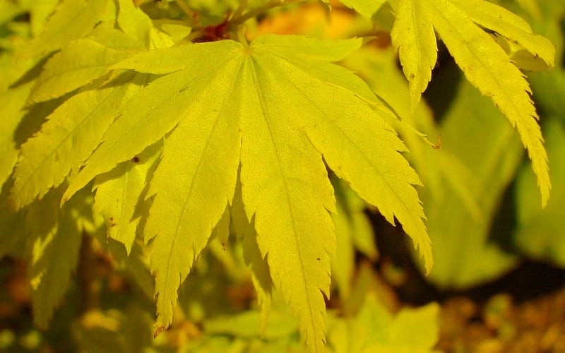 Shidava Gold Japanese Maple - 3 Gallon Pot Shidava Gold Japanese Maple - 3 Gallon Pot -Garden Plants shop acer palmatum shidava gold japanese maple 4