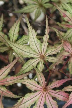 Shigitatsu Sawa Japanese Maple - 2 Gallon Pot 5 Shigitatsu Sawa Japanese Maple - 2 Gallon Pot -Garden Plants shop acer palmatum shigitatsu sawa japanese maple 5
