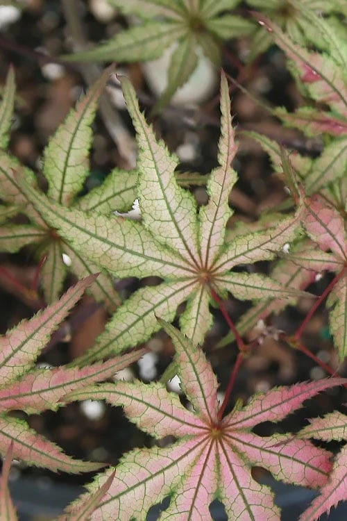 Shigitatsu Sawa Japanese Maple - 2 Gallon Pot Shigitatsu Sawa Japanese Maple - 2 Gallon Pot -Garden Plants shop acer palmatum shigitatsu sawa japanese maple 5