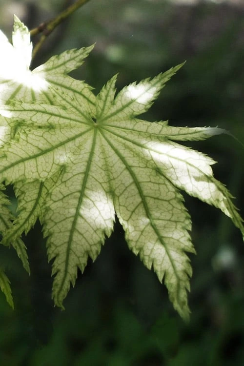 Shigitatsu Sawa Japanese Maple - 2 Gallon Pot Shigitatsu Sawa Japanese Maple - 2 Gallon Pot -Garden Plants shop acer palmatum shigitatsu sawa japanese maple 7