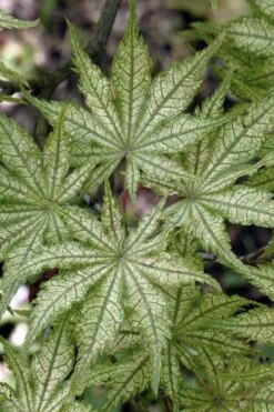 Shigitatsu Sawa Japanese Maple - 2 Gallon Pot 4 Shigitatsu Sawa Japanese Maple - 2 Gallon Pot -Garden Plants shop acer palmatum shigitatsu sawa japanese maple 8