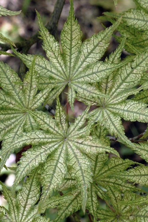 Shigitatsu Sawa Japanese Maple - 2 Gallon Pot Shigitatsu Sawa Japanese Maple - 2 Gallon Pot -Garden Plants shop acer palmatum shigitatsu sawa japanese maple 8