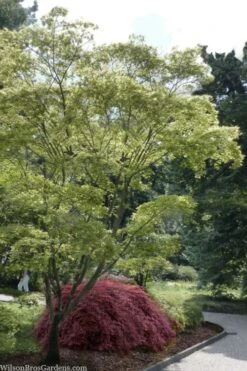 Shigitatsu Sawa Japanese Maple - 2 Gallon Pot 3 Shigitatsu Sawa Japanese Maple - 2 Gallon Pot -Garden Plants shop acer palmatum shigitatsu sawa japanese maple 9