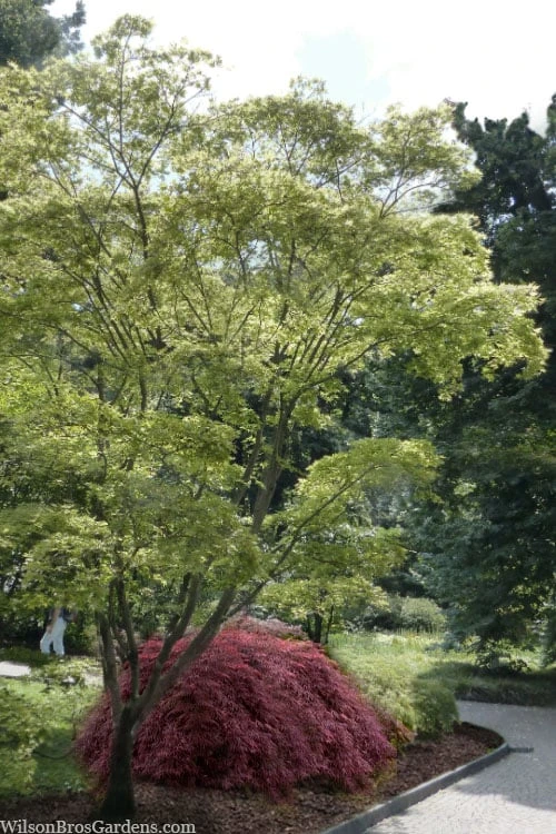 Shigitatsu Sawa Japanese Maple - 2 Gallon Pot Shigitatsu Sawa Japanese Maple - 2 Gallon Pot -Garden Plants shop acer palmatum shigitatsu sawa japanese maple 9