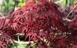 Trompenburg Japanese Maple - 5 Gallon Pot -Garden Plants shop acer palmatum shirasawanum trompenburg japanese maple 8