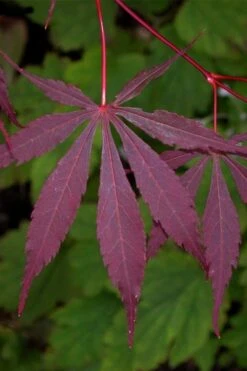 Suminagashi Red Leaf Japanese Maple - 5 Gallon Pot 3 Suminagashi Red Leaf Japanese Maple - 5 Gallon Pot -Garden Plants shop acer palmatum suminagashi japanese maple 4