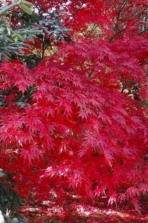 Suminagashi Red Leaf Japanese Maple - 5 Gallon Pot Suminagashi Red Leaf Japanese Maple - 5 Gallon Pot -Garden Plants shop acer palmatum suminagashi japanese maple 5