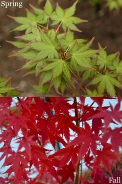 Tsukasa Silhouette Japanese Maple - 3 Gallon Pot (3.5-4.5') 3 Tsukasa Silhouette Japanese Maple - 3 Gallon Pot (3.5-4.5') -Garden Plants shop acer palmatum tsukasa silhouette 2