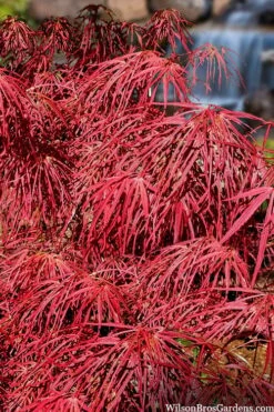 Villa Taranto Japanese Maple - 5 Gallon Pot -Garden Plants shop acer palmatum villa taranto japanese maple 4