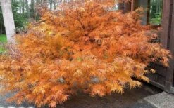Villa Taranto Japanese Maple - 5 Gallon Pot -Garden Plants shop acer palmatum villa taranto japanese maple 7