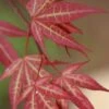 Yezo Nishiki Japanese Maple - 5 Gallon Pot (6-7')