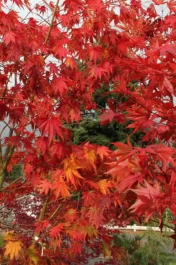 Yezo Nishiki Japanese Maple - 5 Gallon Pot (6-7') -Garden Plants shop acer palmatum yezo nishiki japanese maple 10