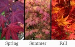 Yezo Nishiki Japanese Maple - 5 Gallon Pot (6-7') -Garden Plants shop acer palmatum yezo nishiki japanese maple 14