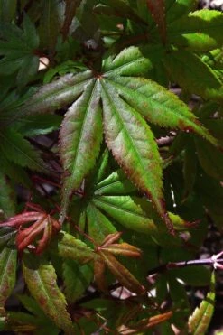 Yezo Nishiki Japanese Maple - 5 Gallon Pot (6-7') -Garden Plants shop acer palmatum yezo nishiki japanese maple 3