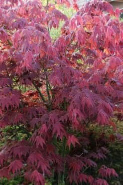 Yezo Nishiki Japanese Maple - 5 Gallon Pot (6-7') -Garden Plants shop acer palmatum yezo nishiki japanese maple 5