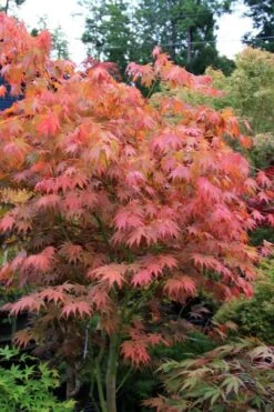 Yezo Nishiki Japanese Maple - 5 Gallon Pot (6-7') -Garden Plants shop acer palmatum yezo nishiki japanese maple 6