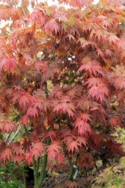 Yezo Nishiki Japanese Maple - 5 Gallon Pot (6-7') -Garden Plants shop acer palmatum yezo nishiki japanese maple 7