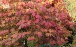 Yezo Nishiki Japanese Maple - 5 Gallon Pot (6-7') -Garden Plants shop acer palmatum yezo nishiki japanese maple 8