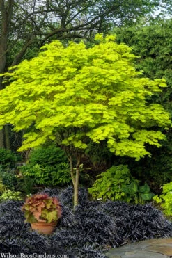 Jordan Golden Full Moon Japanese Maple - 3 Gallon Pot -Garden Plants shop acer shirasawanum jordan golden full moon japanese maple 1