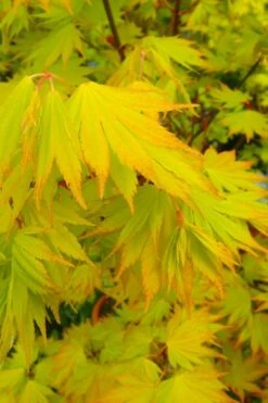 Jordan Golden Full Moon Japanese Maple - 3 Gallon Pot -Garden Plants shop acer shirasawanum jordan golden full moon japanese maple 2