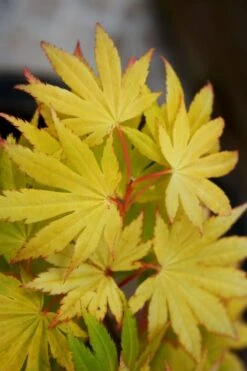 Jordan Golden Full Moon Japanese Maple - 3 Gallon Pot -Garden Plants shop acer shirasawanum jordan golden full moon japanese maple 4