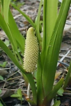 American Sweet Flag (Acorus Americanus) - 1 Gallon Pot -Garden Plants shop acorus americanus american sweet flag 10