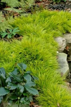 Dwarf Golden Sweet Flag - Acorus Gramineus 'Minimus Aureus' - 5 Pack Of Pint Pots -Garden Plants shop acorus gramineus minnimus aurea dwarf golden sweet flag 101 1