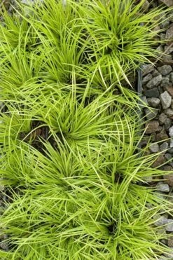 Dwarf Golden Sweet Flag - Acorus Gramineus 'Minimus Aureus' - 18 Count Flat Of Pint Pots -Garden Plants shop acorus gramineus minnimus aurea dwarf golden sweet flag 105