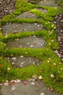 Dwarf Golden Sweet Flag - Acorus Gramineus 'Minimus Aureus' - 18 Count Flat Of Pint Pots -Garden Plants shop acorus gramineus minnimus aurea dwarf golden sweet flag 106