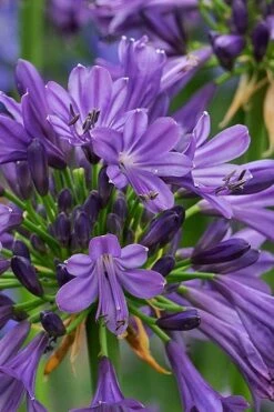 Purple Delight Agapanthus (Lily Of The Nile) - 2 Gallon Pot -Garden Plants shop agapanthus purple delight 2