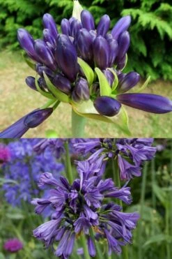 Purple Delight Agapanthus (Lily Of The Nile) - 2 Gallon Pot -Garden Plants shop agapanthus purple delight 4