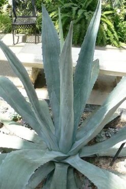 American Agave (Century Plant) - 3 Gallon Pot -Garden Plants shop agave americana centrury plant 1