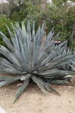 American Agave (Century Plant) - 3 Gallon Pot -Garden Plants shop agave americana centrury plant 5
