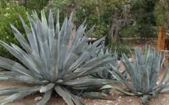American Agave (Century Plant) - 3 Gallon Pot -Garden Plants shop agave americana centrury plant 6