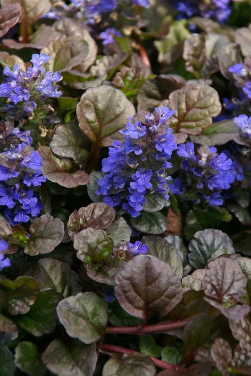Bronze Beauty Ajuga (Bugleweed) - 5 Pack of Quart Pots Bronze Beauty Ajuga (Bugleweed) - 5 Pack Of Quart Pots -Garden Plants shop ajuga bronze beauty 28 1