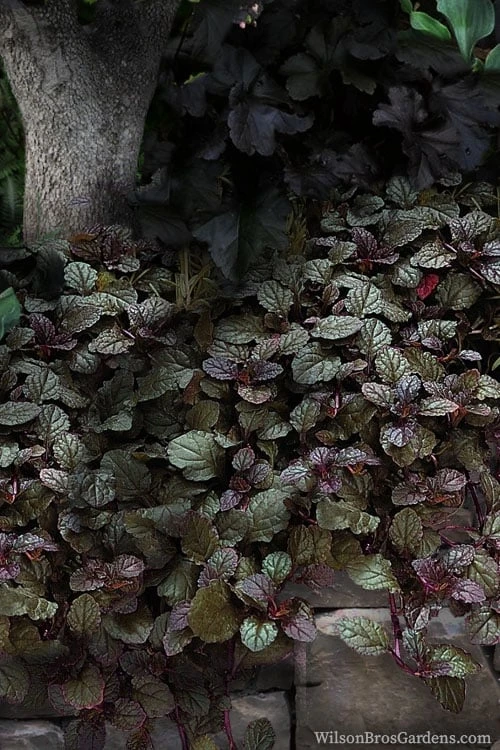 Bronze Beauty Ajuga (Bugleweed) - 5 Pack of Quart Pots Bronze Beauty Ajuga (Bugleweed) - 5 Pack Of Quart Pots -Garden Plants shop ajuga bronze beauty 30 1