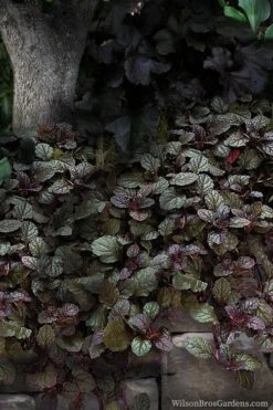 Bronze Beauty Ajuga - Bugleweed - 18 Count Flats Of Pint Pots -Garden Plants shop ajuga bronze beauty 30
