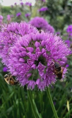 Millenium Allium (Ornamental Onion) - 1 Gallon Pot -Garden Plants shop allium millenium 10 1